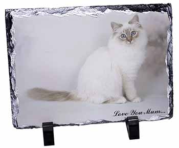 Birman Cat 