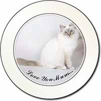 Birman Cat 