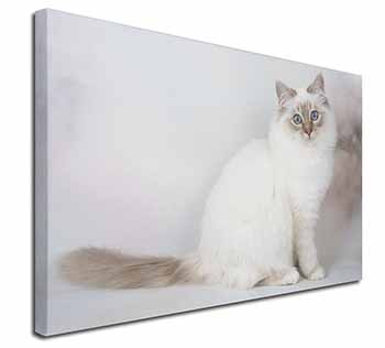 Birman Cat 