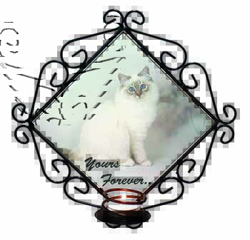 Birman Cat 