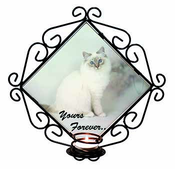 Birman Cat 