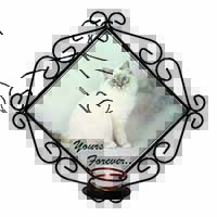 Birman Cat 
