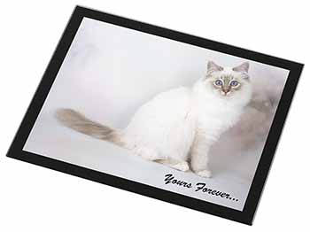 Birman Cat 