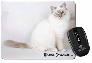 Birman Cat 