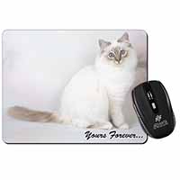 Birman Cat 