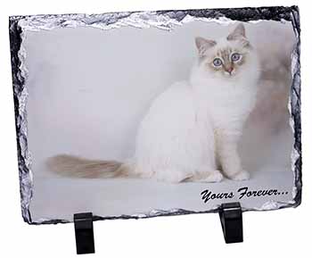 Birman Cat 