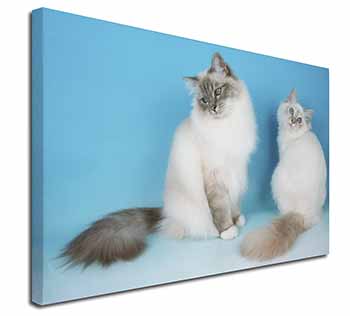Gorgeous Birman Cats Canvas X-Large 30"x20" Wall Art Print