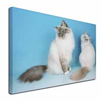 Gorgeous Birman Cats Canvas X-Large 30"x20" Wall Art Print