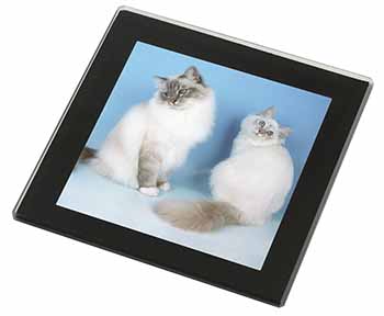 Gorgeous Birman Cats Black Rim High Quality Glass Coaster