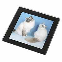 Gorgeous Birman Cats Black Rim High Quality Glass Coaster