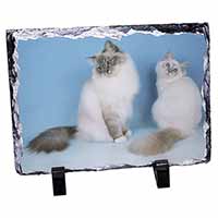 Gorgeous Birman Cats, Stunning Photo Slate