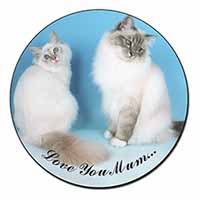 Birman Cat Print 