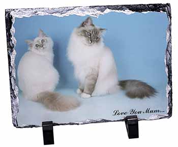 Birman Cat Print 