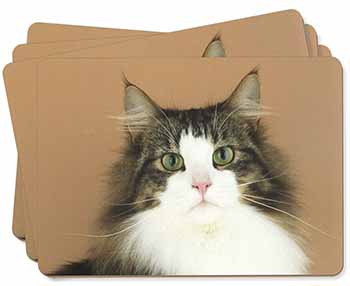 Tabby and White Cat Picture Placemats in Gift Box