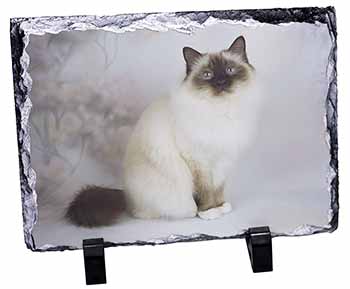 Birman Cat, Stunning Photo Slate