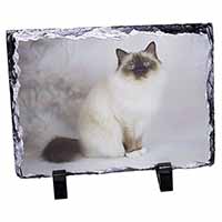 Birman Cat, Stunning Photo Slate