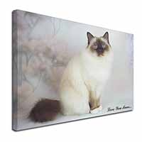 Birman Cat 