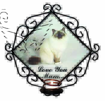 Birman Cat 