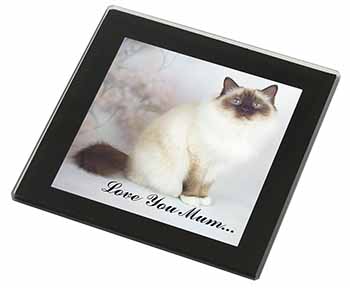 Birman Cat 