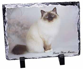 Birman Cat 