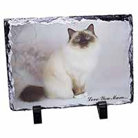 Birman Cat 