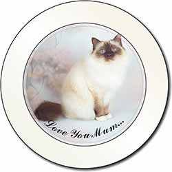 Birman Cat 