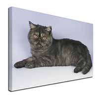 Exotic Smoke Cat Canvas X-Large 30"x20" Wall Art Print