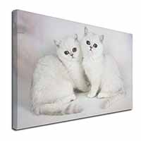 Exotic White Kittens Canvas X-Large 30"x20" Wall Art Print