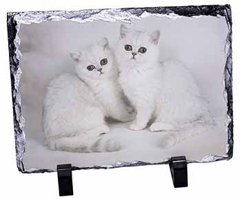 Exotic White Kittens, Stunning Photo Slate