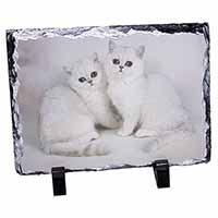 Exotic White Kittens, Stunning Photo Slate