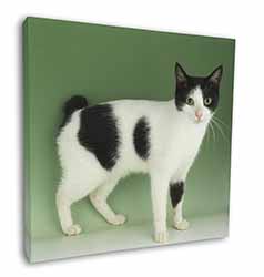 Japanese Bobtail Cat Square Canvas 12"x12" Wall Art Picture Print