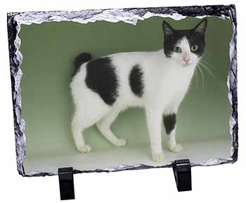 Japanese Bobtail Cat, Stunning Photo Slate