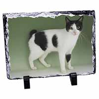 Japanese Bobtail Cat, Stunning Photo Slate