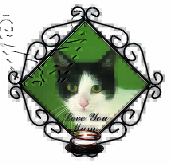 Black+White Cat 