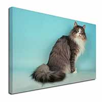 Norwegian Forest Cat Canvas X-Large 30"x20" Wall Art Print