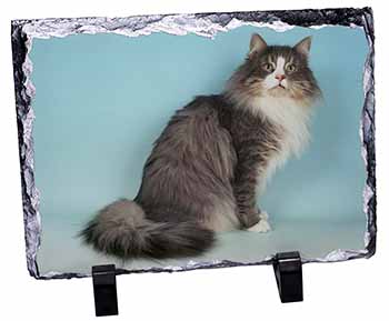 Norwegian Forest Cat, Stunning Photo Slate