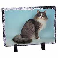 Norwegian Forest Cat, Stunning Photo Slate