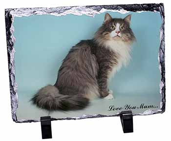 Norwegian Forest Cat 