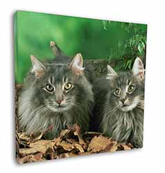 Blue Norwegian Forest Cats Square Canvas 12"x12" Wall Art Picture Print