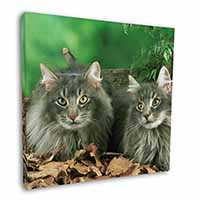 Blue Norwegian Forest Cats Square Canvas 12"x12" Wall Art Picture Print