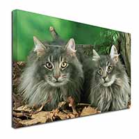 Blue Norwegian Forest Cats Canvas X-Large 30"x20" Wall Art Print