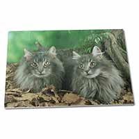 Large Glass Cutting Chopping Board Blue Norwegian Forest Cats