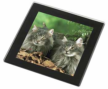 Blue Norwegian Forest Cats Black Rim High Quality Glass Coaster