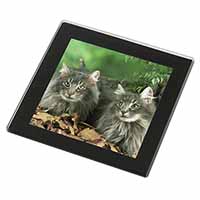 Blue Norwegian Forest Cats Black Rim High Quality Glass Coaster