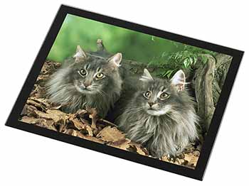 Blue Norwegian Forest Cats Black Rim High Quality Glass Placemat