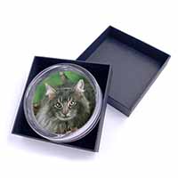 Blue Norwegian Forest Cats Glass Paperweight in Gift Box