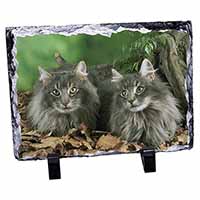 Blue Norwegian Forest Cats, Stunning Photo Slate