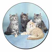 Cute Fluffy Kittens Fridge Magnet Printed Full Colour