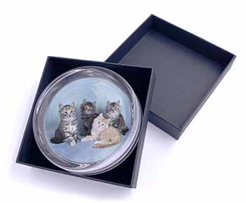 Cute Fluffy Kittens Glass Paperweight in Gift Box