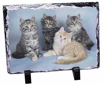 Cute Fluffy Kittens, Stunning Photo Slate